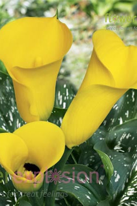 Serrada - Florex Gold Yellow Mini Calla