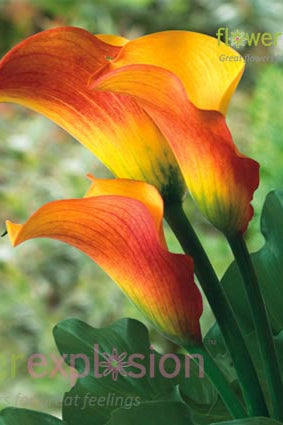 Sunrise Yellow- Terracotta Mini Calla