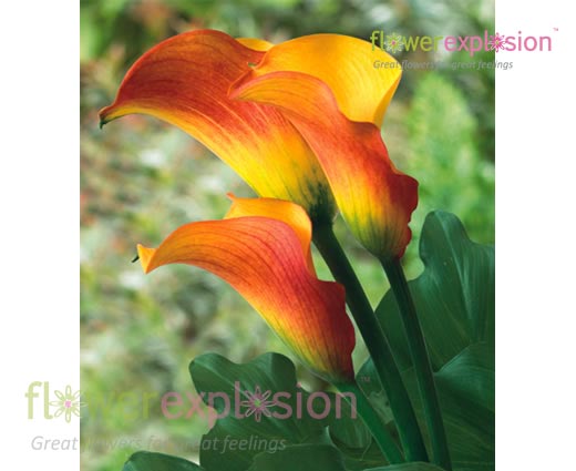 Sunrise Yellow- Terracotta Mini Calla