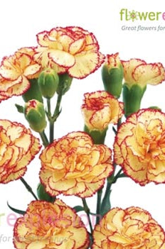 Purple & Yellow Mini Carnations