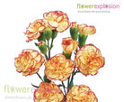 Purple & Yellow Mini Carnations