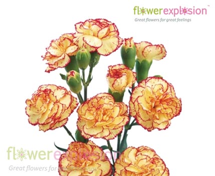 Purple & Yellow Mini Carnations