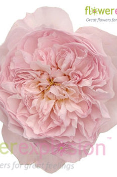 Miranda Peach Garden Rose | David Austin