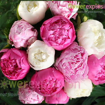 Assorted Colors Peonies July to September