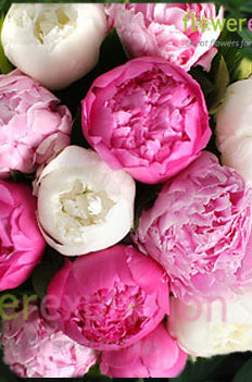 Assorted Colors Peonies July to September