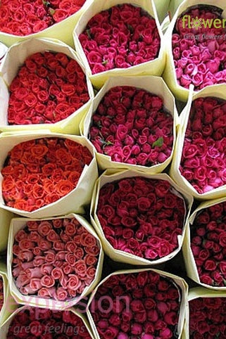 Bulk Roses For Sale