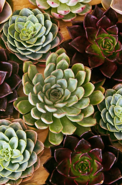 Mixed Succulents