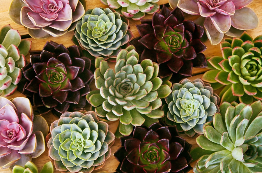 Mixed Succulents