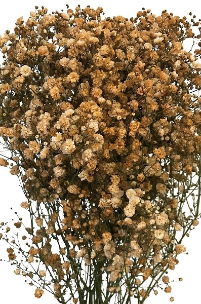 Coffee Gypsophila