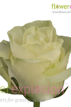 Mondial White Rose