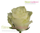Mondial White Rose