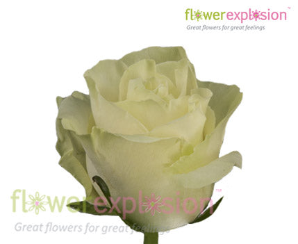 Mondial White Rose