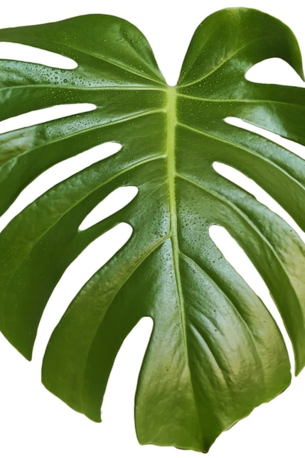 monstera leaf