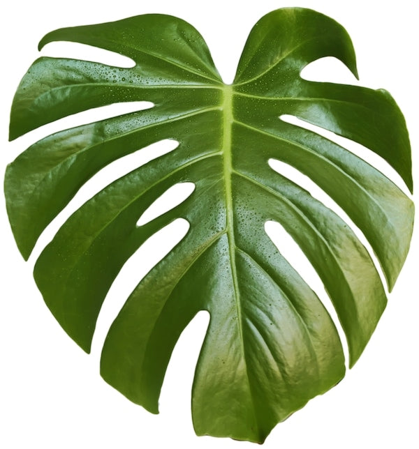 monstera leaf