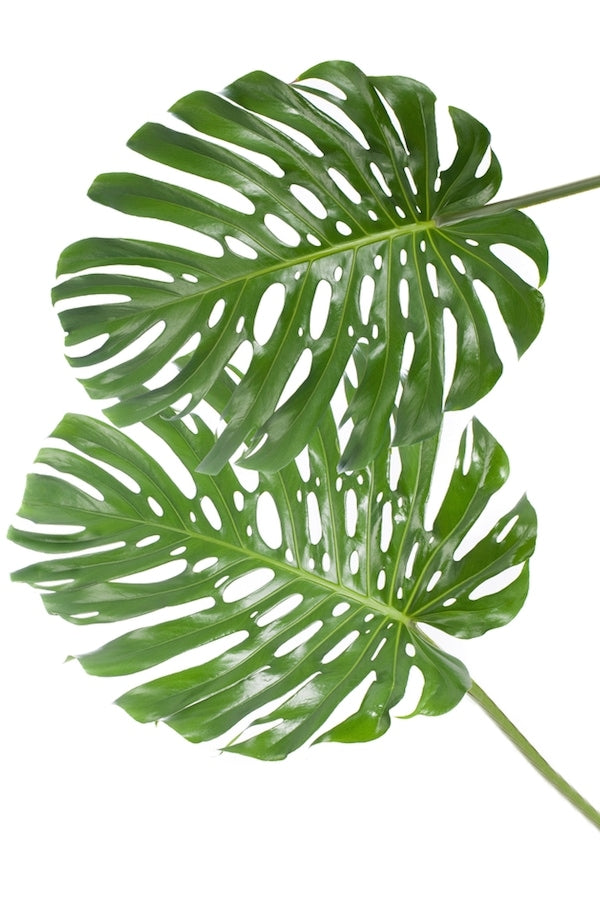 monstera leafs