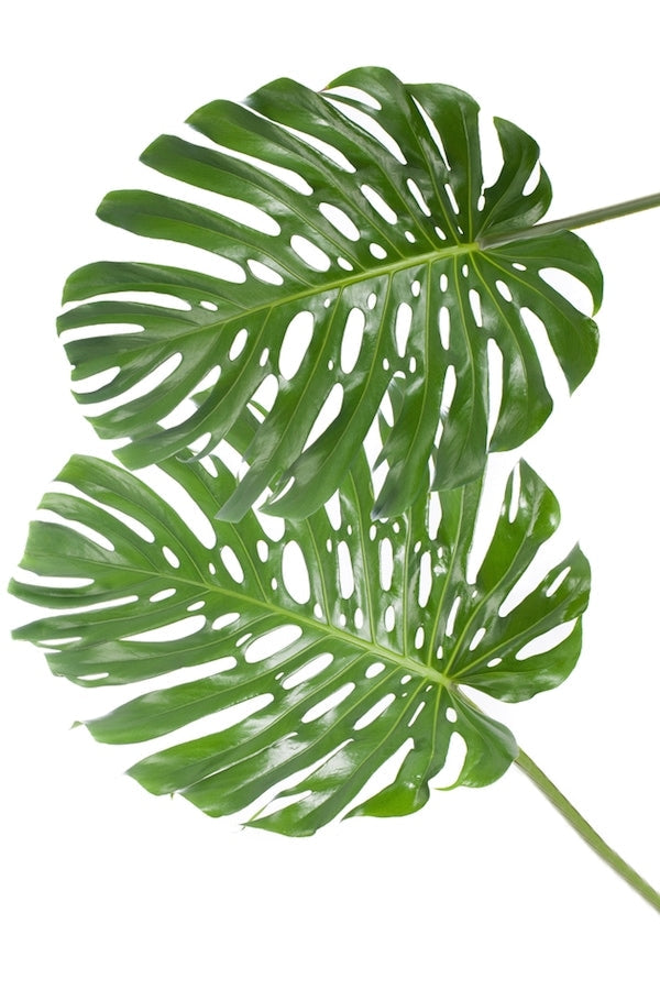 monstera leaves