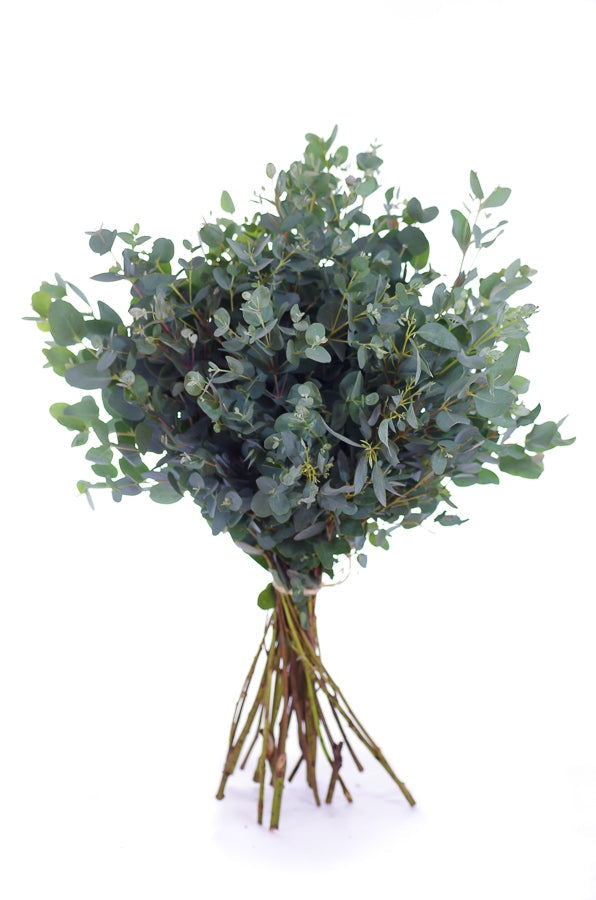 Moon Lagoon Eucalyptus