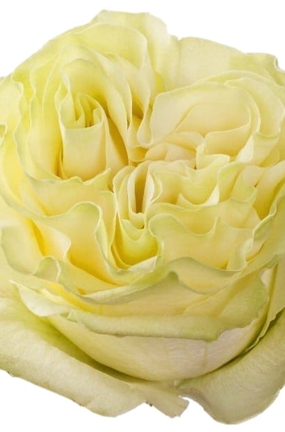 Moonstone Rose