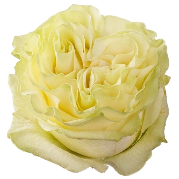Moonstone Garden Rose - Wholesale Event and Wedding Flowers