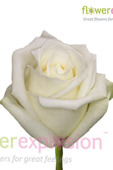 Mount Everest White Rose