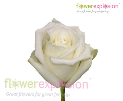 Mount Everest White Rose