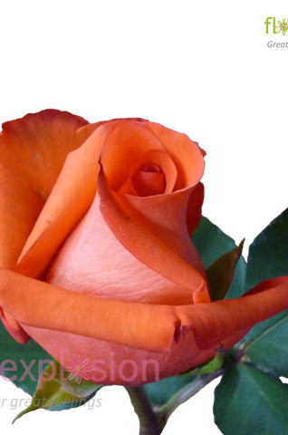Movie Star Orange Rose