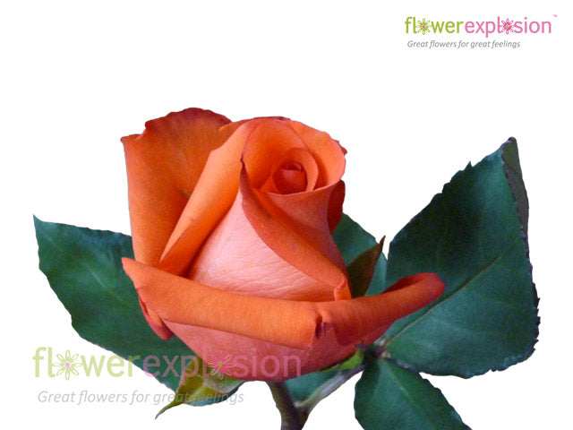 Movie Star Orange Rose