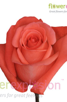 Movie Star Orange Rose