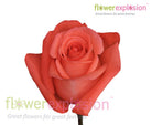 Movie Star Orange Rose
