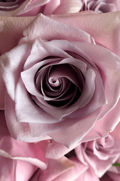 Nautica Wedding Rose