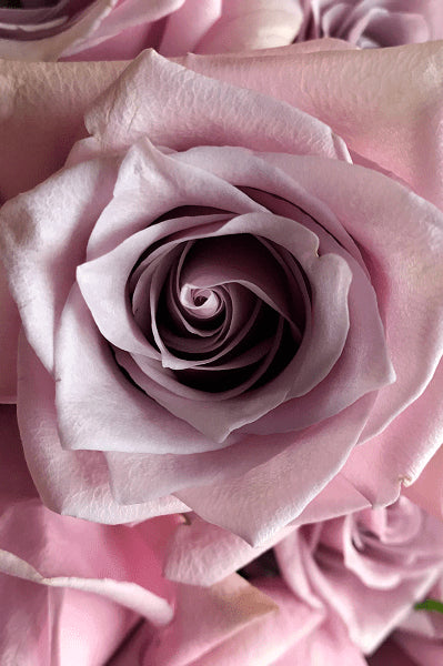 Nautica Wedding Rose