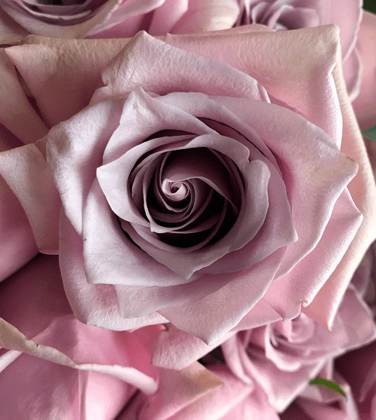 Nautica Wedding Rose