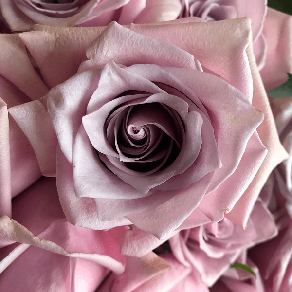 Nautica Wedding Rose