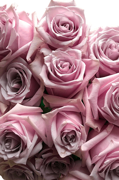 Nautica Lavender Roses
