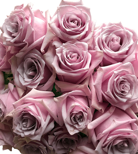 Nautica Lavender Roses