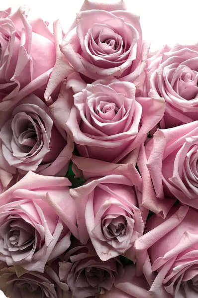 Nautica Lavender Roses