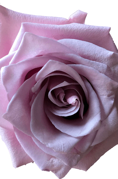 Nautica Rose