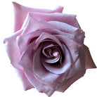 Nautica Rose
