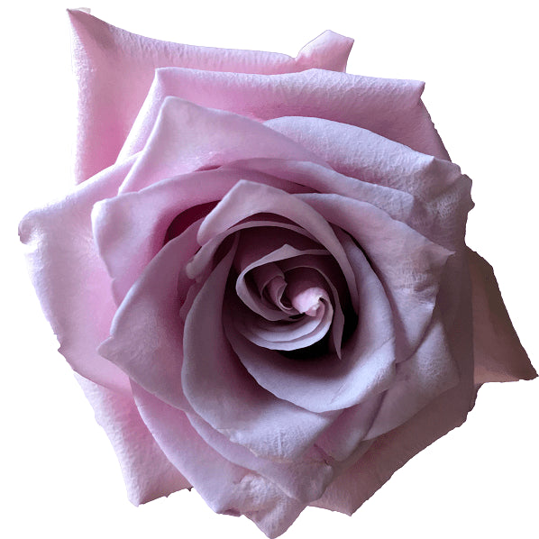 Nautica Rose