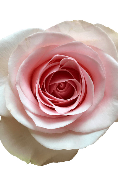 Novia Blush Rose