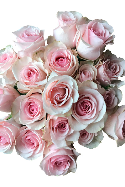 Novia Light Pink Roses