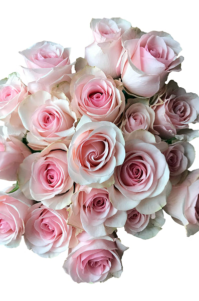 Novia Light Pink Roses