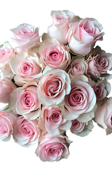 Novia Light Pink Roses