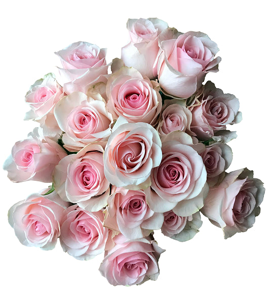 Novia Light Pink Roses