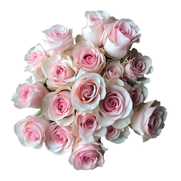 Novia Light Pink Roses