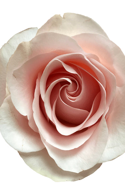 Classic Light Pink Rose
