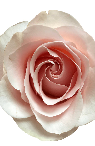 Classic Light Pink Rose