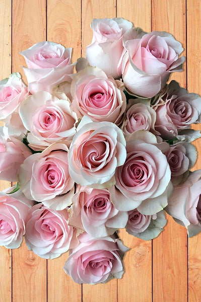 Novia Light Pink Rose