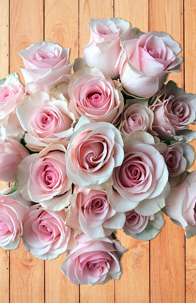 Novia Light Pink Rose