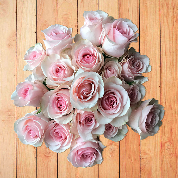 Novia Light Pink Rose